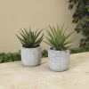 Enchanted Garden™ 6" Artificial Succulent With Cement Pot - Assorted Styles -Enchanted Garden Sale 2774609