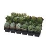 Enchanted Garden™ 5" Artificial Succulent With Pot - Assorted Styles