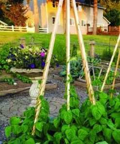 Enchanted Garden™ 6' Cedar Expandable Pyramid Trellis -Enchanted Garden Sale 2775220 P SC