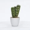 Enchanted Garden™ 8.5" Artificial Potted Cactus -Enchanted Garden Sale 2775781