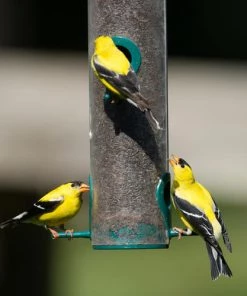 Enchanted Garden™ Gourmet Finch Wild Bird Food Seed - 8 Lb -Enchanted Garden Sale FinchScene1 2