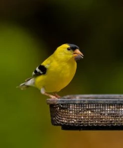 Enchanted Garden™ Gourmet Finch Wild Bird Food Seed - 8 Lb -Enchanted Garden Sale FinchScene2 1